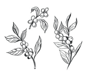 wait, coffee seeds? coffee cherries?