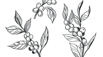 wait, coffee seeds? coffee cherries?