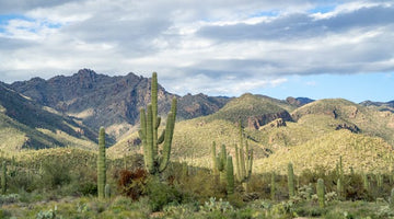 Brews of the Southwest: From Cactus Cold Brews to Spicy Lattes